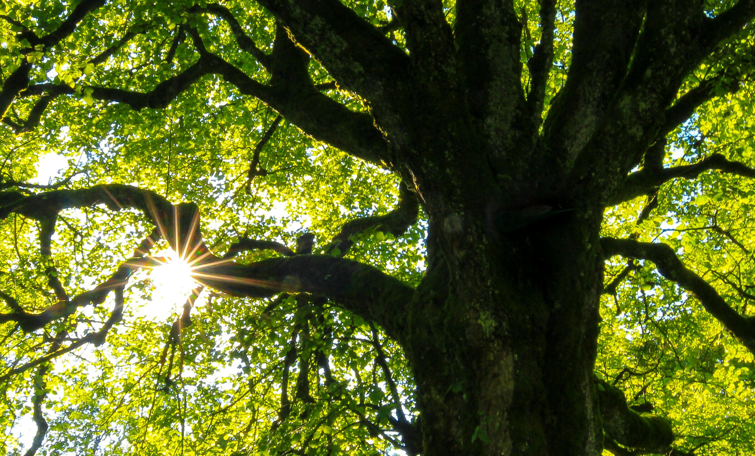 aim for life and beauty